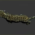 Realistic 3D Leopard Model With Spotted Pattern In Standing Pose On Dark Background With Reflection 3d model