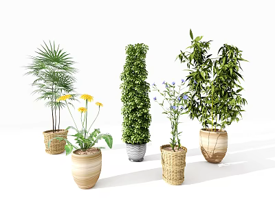 Varied Potted Plants With Palm Columnar Green And Flowering Types In Woven Terracotta Gray Pots 3d model