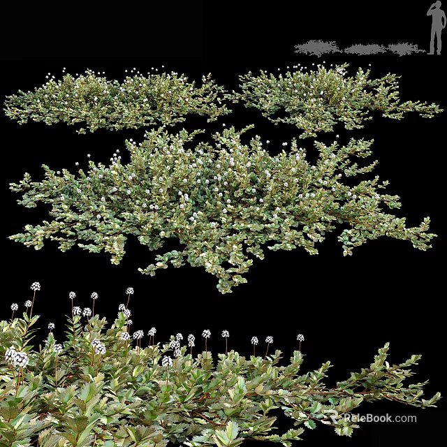 Green Bushy Plants With White Small Flowers In Various Natural Growth Forms 3d model 