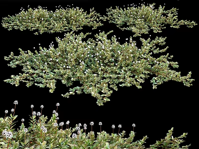 Green Bushy Plants With White Small Flowers In Various Natural Growth Forms 3d model