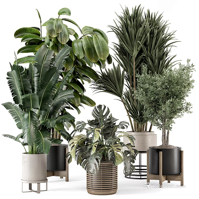 Indoor Decorative Potted Plants With Various Green Foliage And Different Pots 3d model 