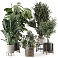 Indoor Decorative Potted Plants With Various Green Foliage And Different Pots