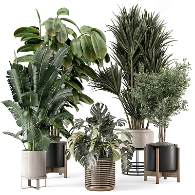 Indoor Decorative Potted Plants With Various Green Foliage And Different Pots 3d model