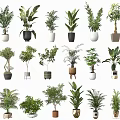 Diverse Indoor Potted Plants Collection With Various Green Foliage And Decorative Pots