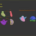 Bacteria Eukaryotic cell Cross section Cell structure Cell tissue Anatomical organ 3d model