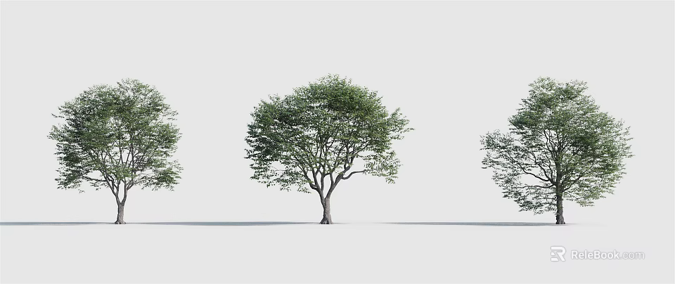 Three Arbor Trees With Lush Green Foliage And Slender Trunks In White Setting 3d model