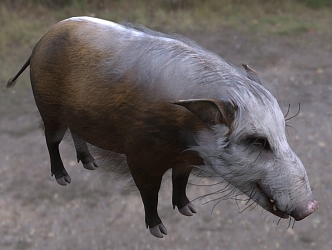 Modern African Scrub Wild Boar Wildlife Creatures 3d model