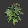 Fresh Yellow Pineapple with Green Leafy Top on Dark Background and Clear Reflection