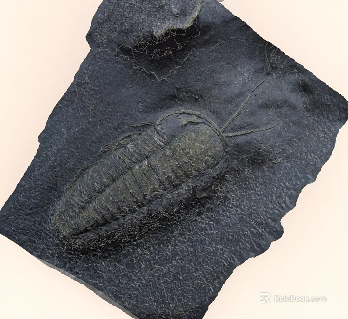 Ancient Trilobite Fossil Preserved in Stone with Detailed Exoskeleton Imprint 3d model 