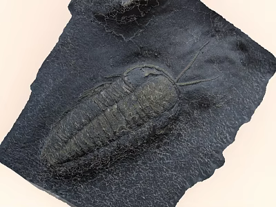 Ancient Trilobite Fossil Preserved in Stone with Detailed Exoskeleton Imprint 3d model
