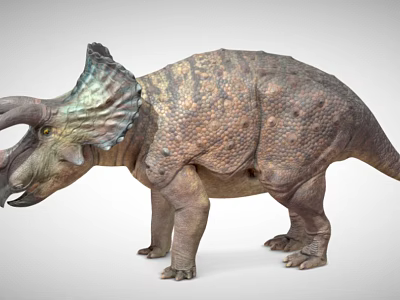 Realistic Triceratops Dinosaur 3D Model With Frill Horns And Textured Skin 3d model