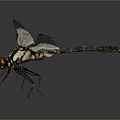 Close up dragonfly with transparent wings black and white striped body and red eyes