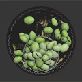 Fresh Green Olives in Glass Goblet on Silver Tray with Scattered Fruits