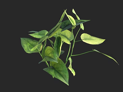 Vibrant Green Plant with Lush Leaves Isolated on Black Background 3d model