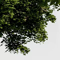 Tree 3d model