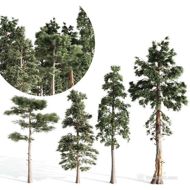 Various Tall Arbor Trees With Lush Foliage Different Species And Garden Landscape Use 3d model 