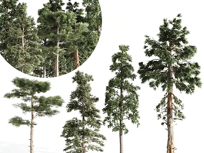 4 pine trees 3d model
