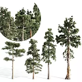 4 pine trees 3d model
