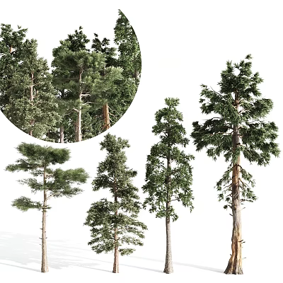 Various Tall Arbor Trees With Lush Foliage Different Species And Garden Landscape Use 3d model