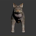 Realistic 3D Wolf Model with Detailed Fur and Natural Standing Posture 3d model