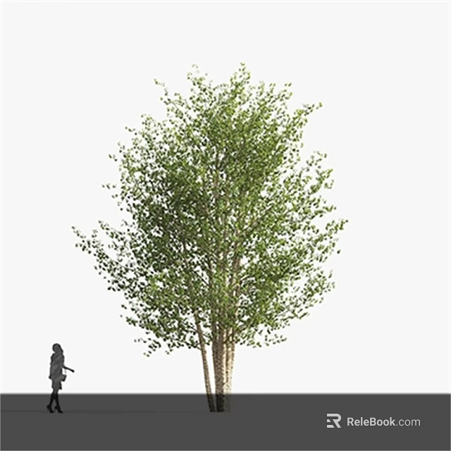 Lush Green Tree With Thick Trunk And Dense Foliage Featuring Person Standing Nearby 3d model 