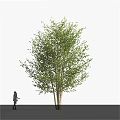 Lush Green Tree With Thick Trunk And Dense Foliage Featuring Person Standing Nearby