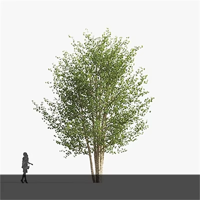 Lush Green Tree With Thick Trunk And Dense Foliage Featuring Person Standing Nearby 3d model