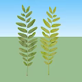 Fresh Green Plant Leaves Arranged In Natural Foliage Design