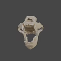 3D Rendered Animal Skull With Detailed Anatomical Features And Gray Background