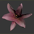 Vibrant Pink Lily Flower Blooming with Open Petals on Dark Background
