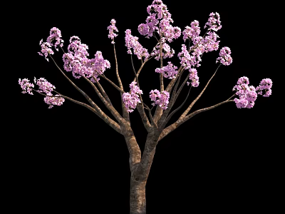 Lush Pink Flowering Tree With Abundant Blooms And Brown Branches On Black Background 3d model