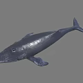 Realistic Dark Blue Whale 3D Model With Smooth Surface As Aquatic Underwater Creature 3d model