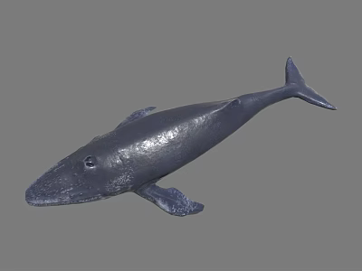 modern blue whale whale 3d model