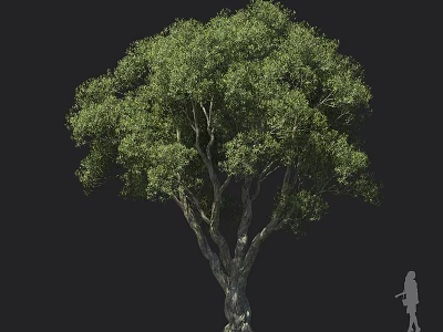 Tall Arbor Tree With Lush Green Leaves Thick Trunk Multiple Branches And Human Figure 3d model