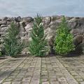 Trees In Front Of Rocky Background With Paved Ground And Small Shrubs