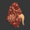 Realistic Human Kidney Organ With Hair Like Fibrous Tissue And Ureter Structure