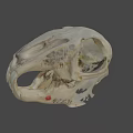 Detailed Animal Skull Anatomical Model With Visible Bone Structure On Dark Background