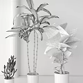 Indoor Potted Ficus And Cactus Plants With Large Green Leaves And Tall Stems