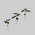 Arbor Saplings with Fresh Green Leaves and Slender Stems on Dark Background 3d model