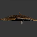 Brown Spotted Flounder with Flat Body Textured Skin and Fins on Dark Background