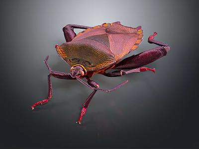 Close Up View Of Vibrant Insect With Red Brown Body Long Legs And Detailed Exoskeleton 3d model