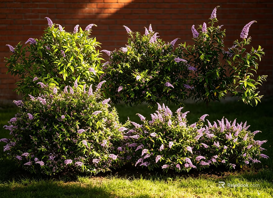 Lush Green Shrubs With Purple Flowers Against Red Brick Wall In Sunlight 3d model 