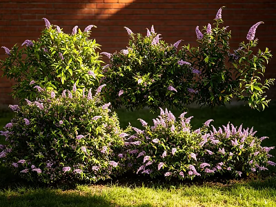 Lush Green Shrubs With Purple Flowers Against Red Brick Wall In Sunlight 3d model