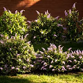 Lush Green Shrubs With Purple Flowers Against Red Brick Wall In Sunlight