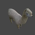 Realistic White Fluffy Alpaca Standing 3D Model with Soft Fur Texture 3d model