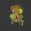 Detailed 3D Anatomical Visualization of Human Organs Hair and Vascular Skeletal Systems