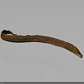 Slender Eel With Brown And Yellow Spots On Dark Background Showing Reflection 3d model