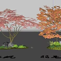 Ornamental Red Maple and Japanese Maple Trees with Colorful Foliage for Garden Landscape Design