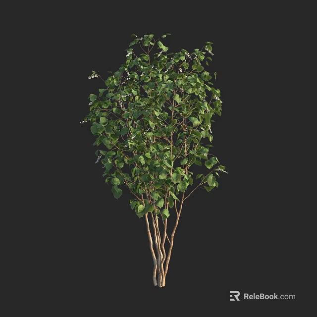 Lush Green Arbor With Multiple Trunks And Dense Foliage In Natural Scene 3d model 