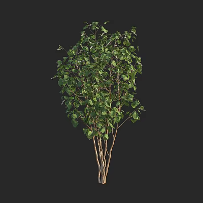 Lush Green Arbor With Multiple Trunks And Dense Foliage In Natural Scene 3d model